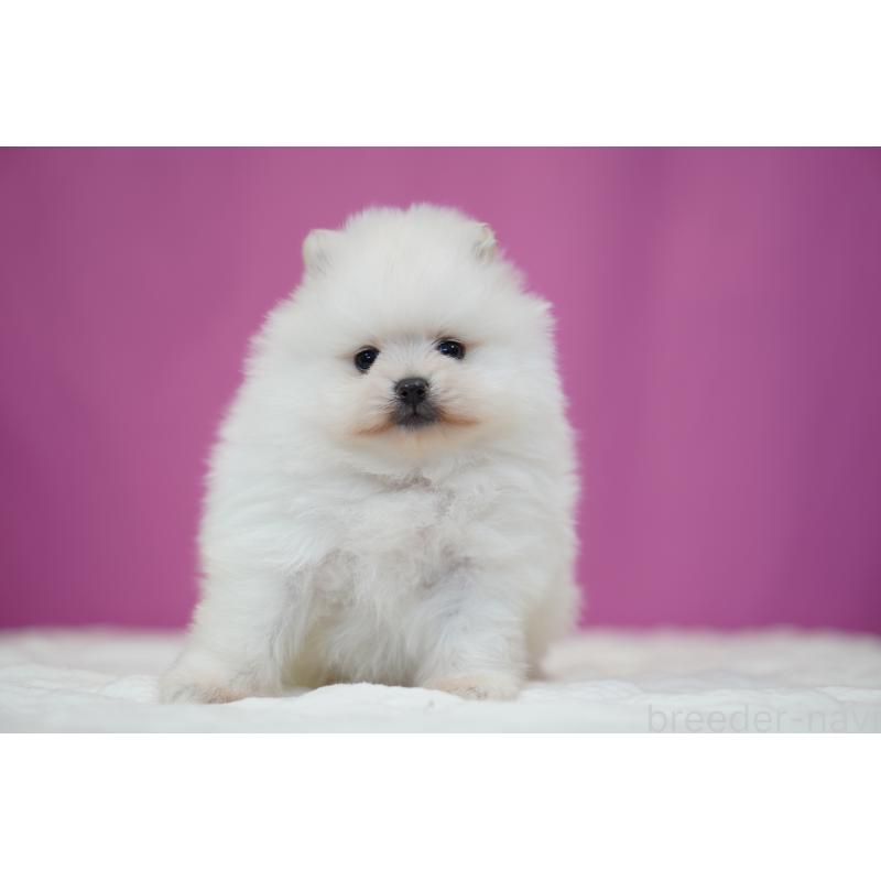 販売中の埼玉県のポメラニアン-439023の4枚目