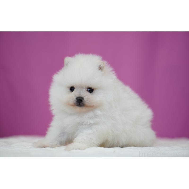 販売中の埼玉県のポメラニアン-439023の3枚目