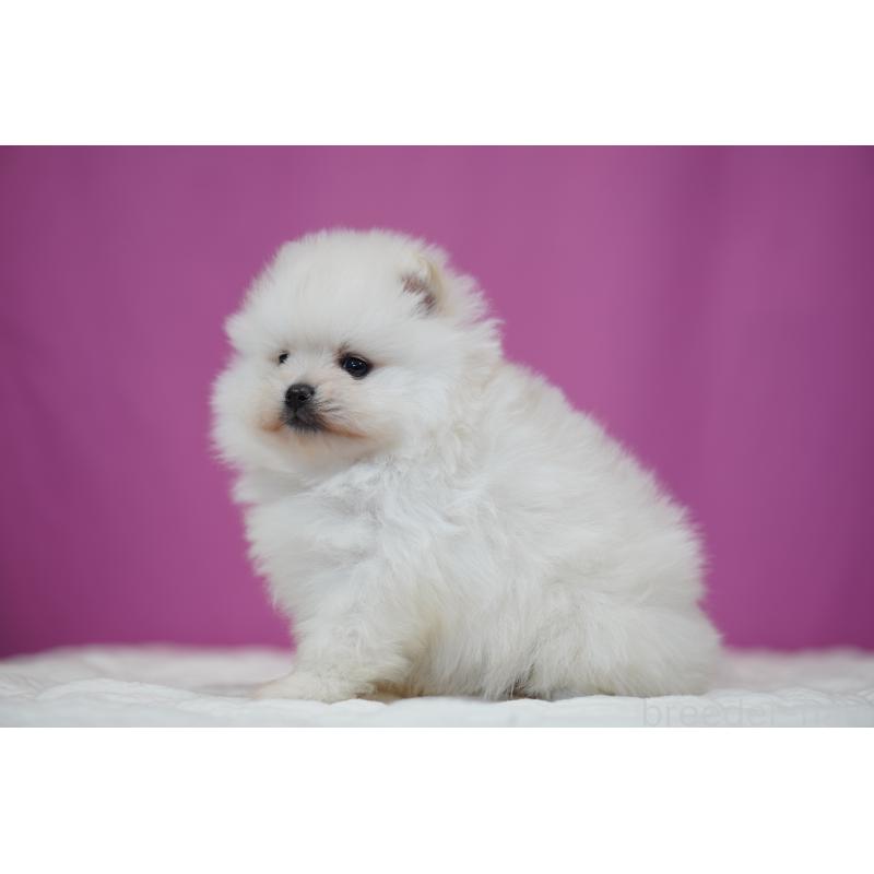 販売中の埼玉県のポメラニアン-439023の2枚目