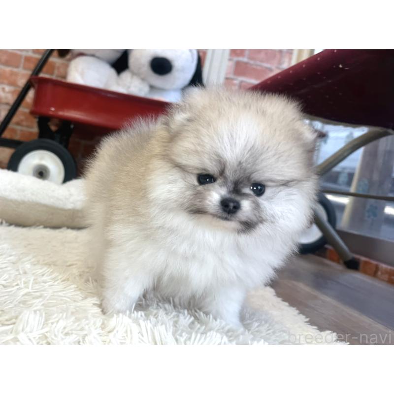 販売中の神奈川県のポメラニアン-439025の6枚目