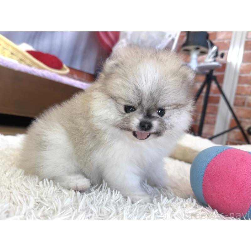 販売中の神奈川県のポメラニアン-439025の5枚目