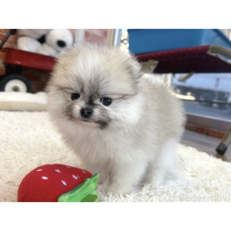 販売中の神奈川県のポメラニアン-439025の4枚目