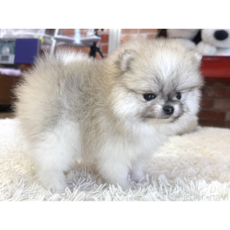 販売中の神奈川県のポメラニアン-439025の3枚目