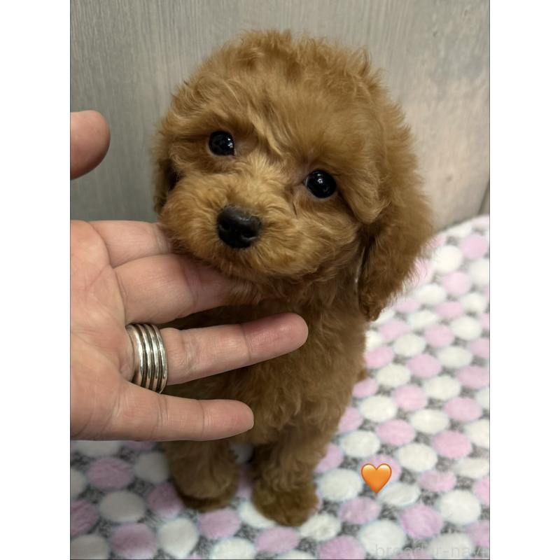 販売中の愛知県のトイプードル-429423