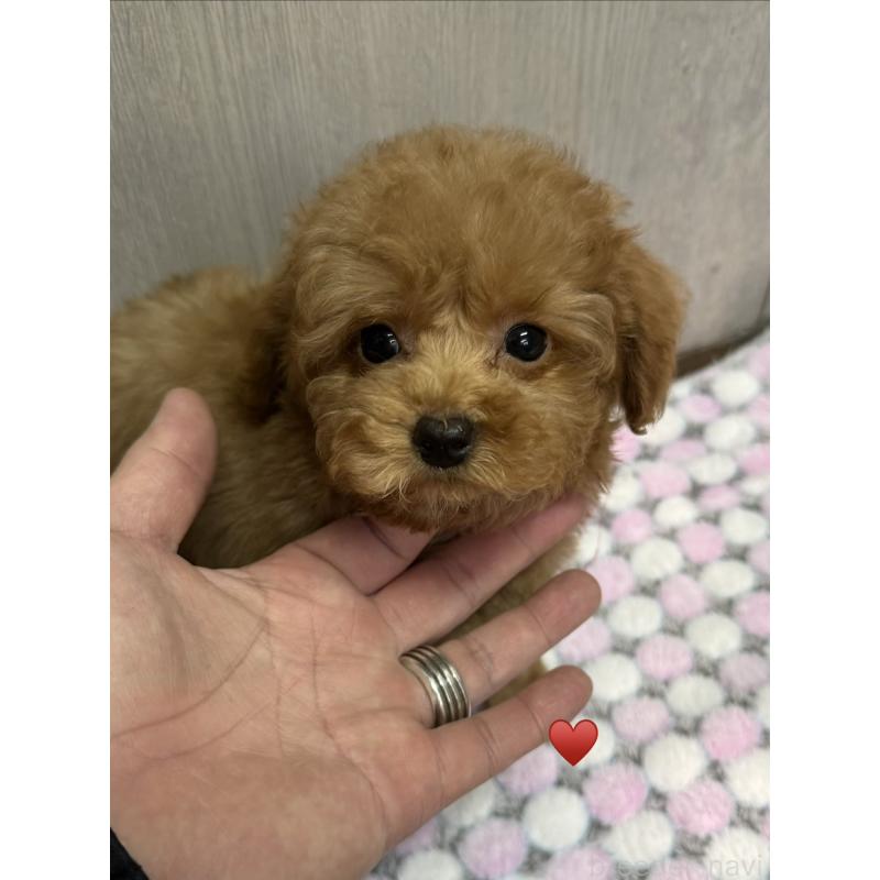 販売中の愛知県のトイプードル-429420の1枚目