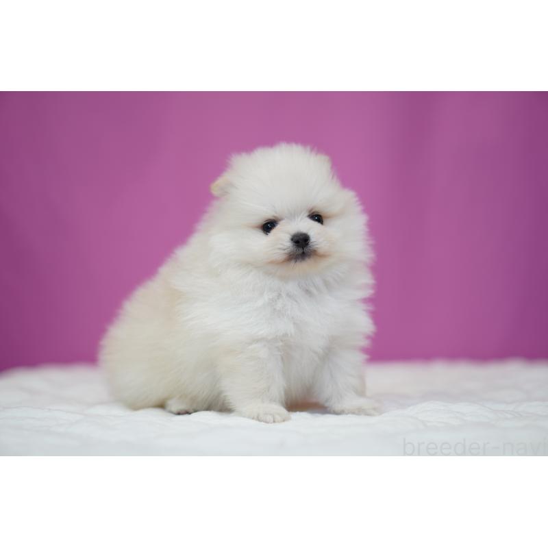 販売中の埼玉県のポメラニアン-439026の4枚目