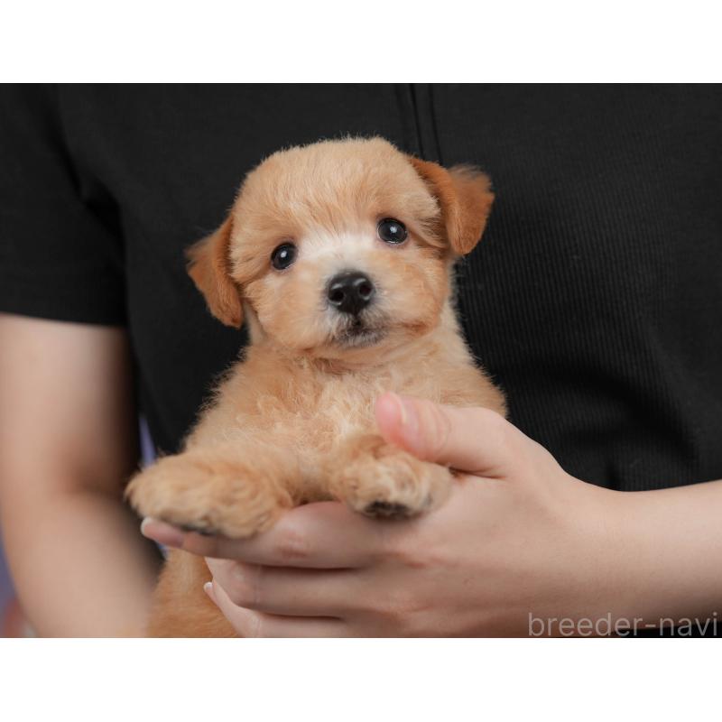 販売中の埼玉県のマルプー:マルチーズ×トイプードル-439027の11枚目