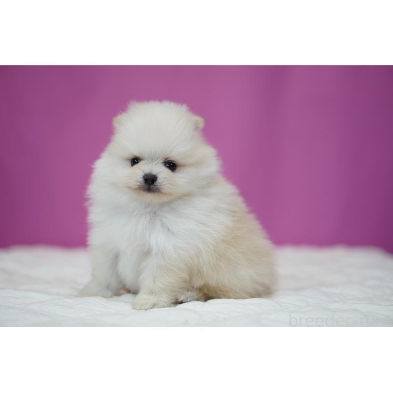 販売中の埼玉県のポメラニアン-439026の3枚目