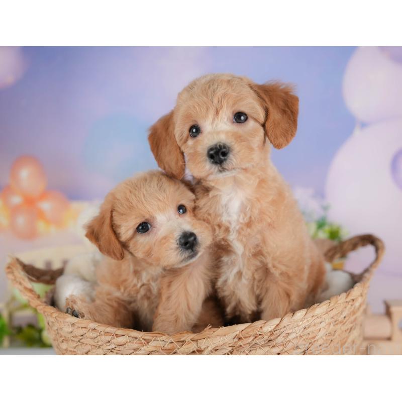 販売中の埼玉県のマルプー:マルチーズ×トイプードル-439027の9枚目