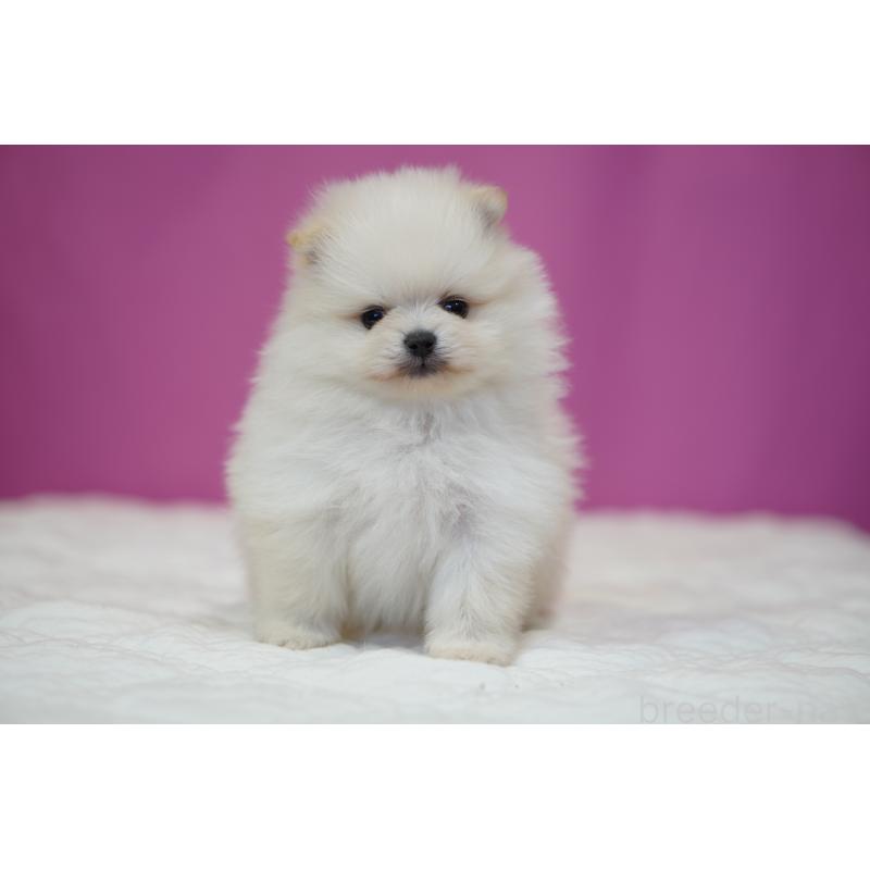 販売中の埼玉県のポメラニアン-439026の2枚目