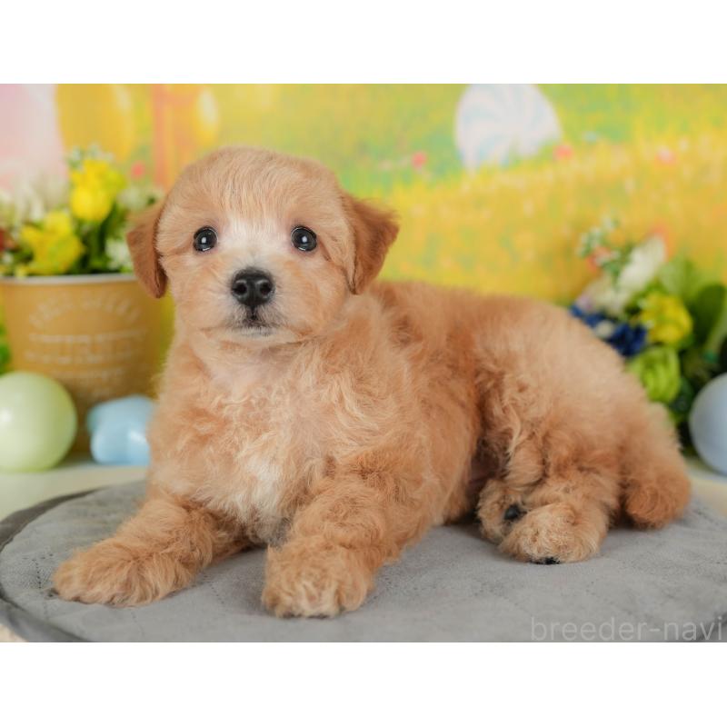 販売中の埼玉県のマルプー:マルチーズ×トイプードル-439027の7枚目