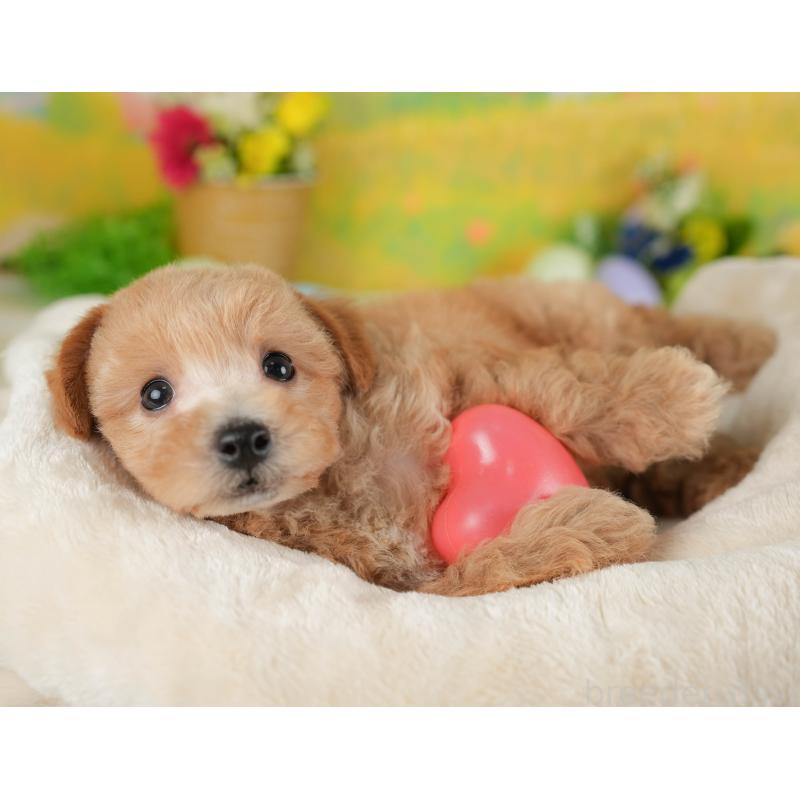 販売中の埼玉県のマルプー:マルチーズ×トイプードル-439027の6枚目