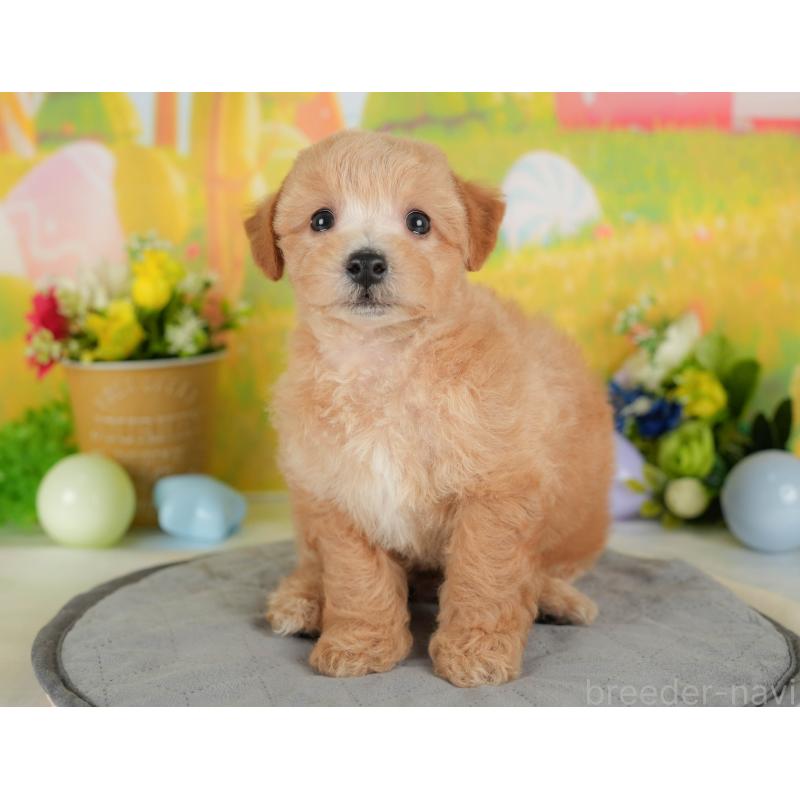 販売中の埼玉県のマルプー:マルチーズ×トイプードル-439027の5枚目