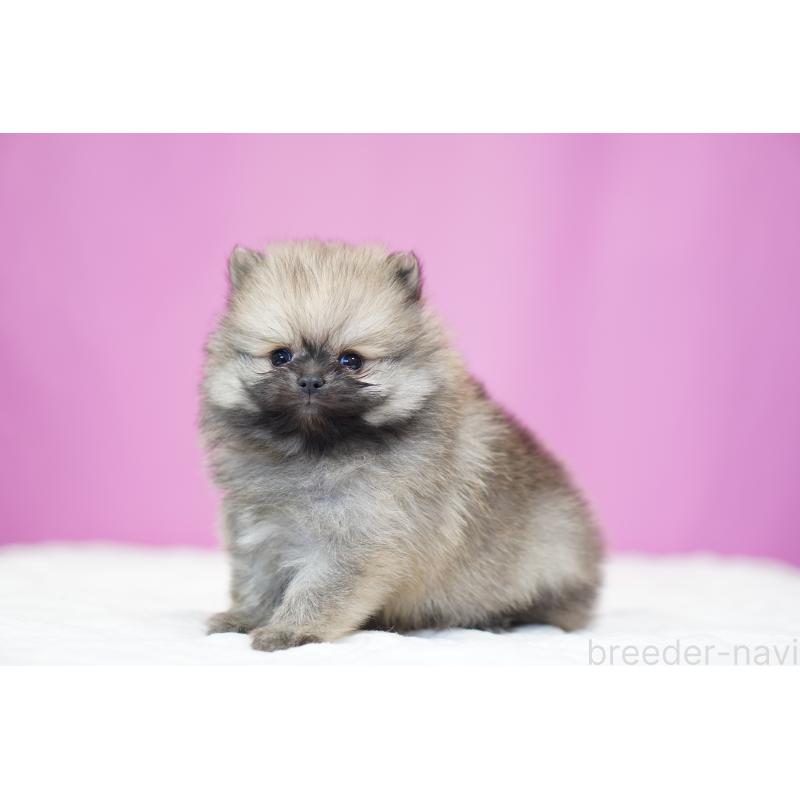 販売中の埼玉県のポメラニアン-439029の7枚目