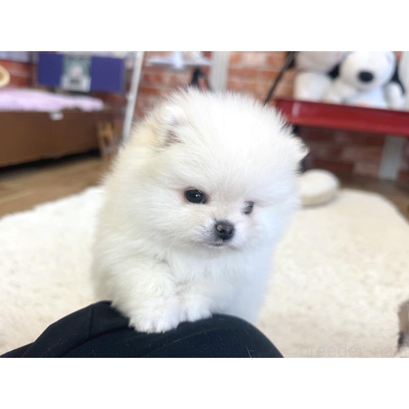 販売中の神奈川県のポメラニアン-439028の2枚目