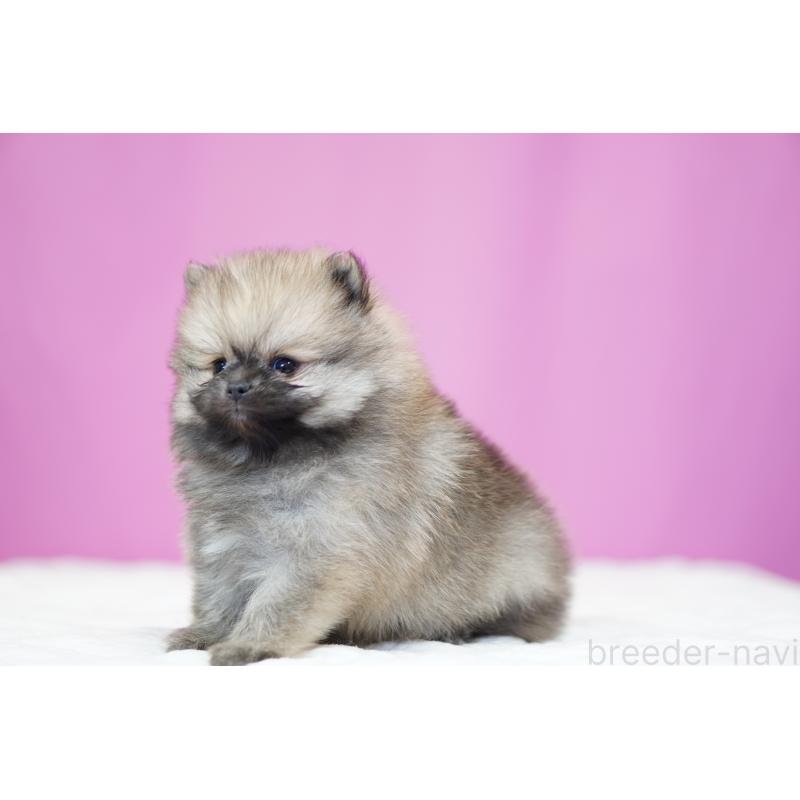 販売中の埼玉県のポメラニアン-439029の5枚目