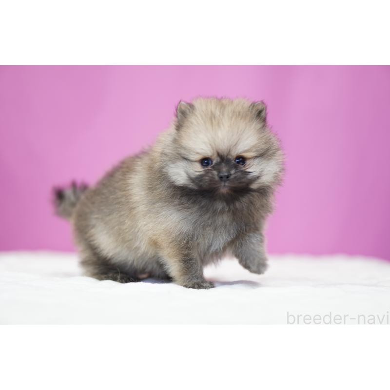 販売中の埼玉県のポメラニアン-439029の4枚目