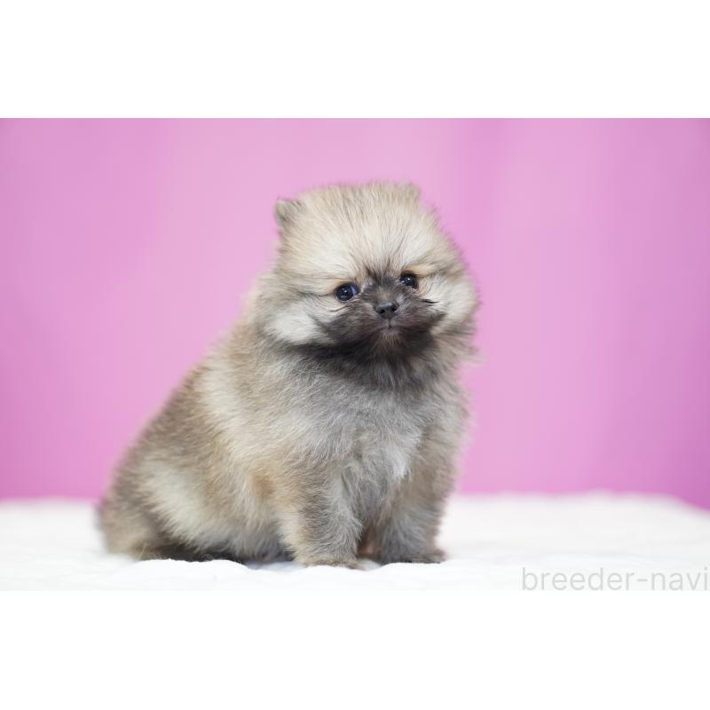 販売中の埼玉県のポメラニアン-439029の3枚目