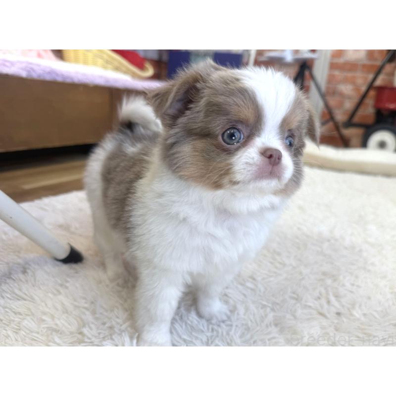 販売中の神奈川県のチワワ(ロングコート)-439030の6枚目