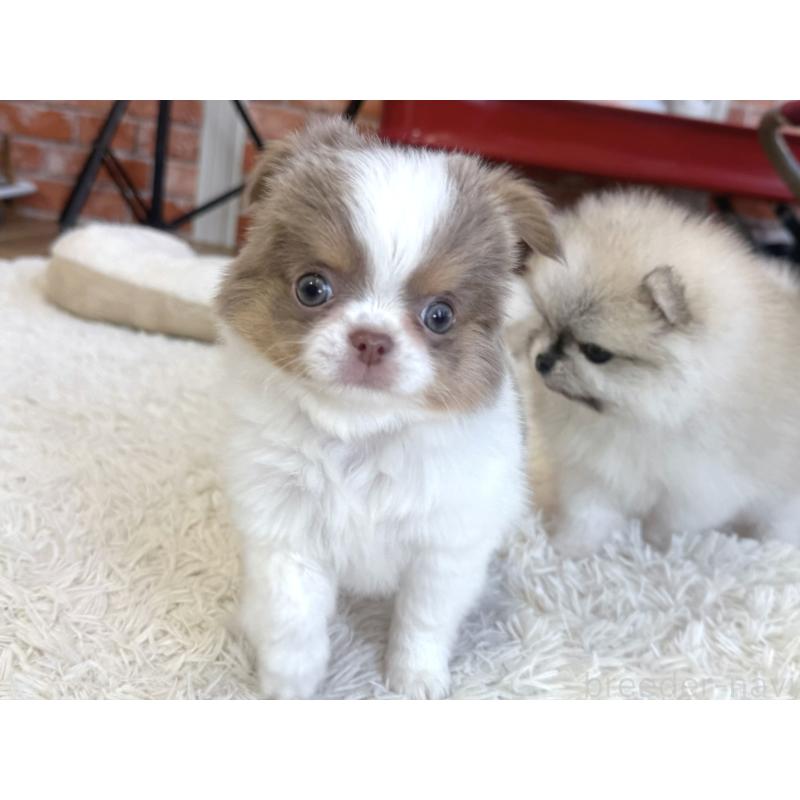 販売中の神奈川県のチワワ(ロングコート)-439030の5枚目