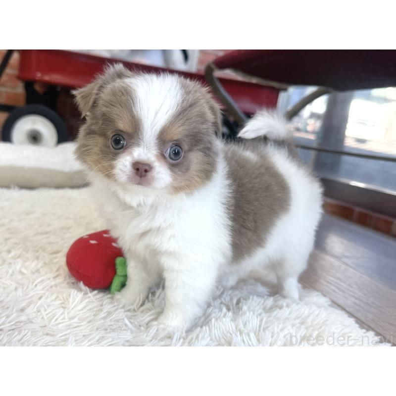 販売中の神奈川県のチワワ(ロングコート)-439030の4枚目