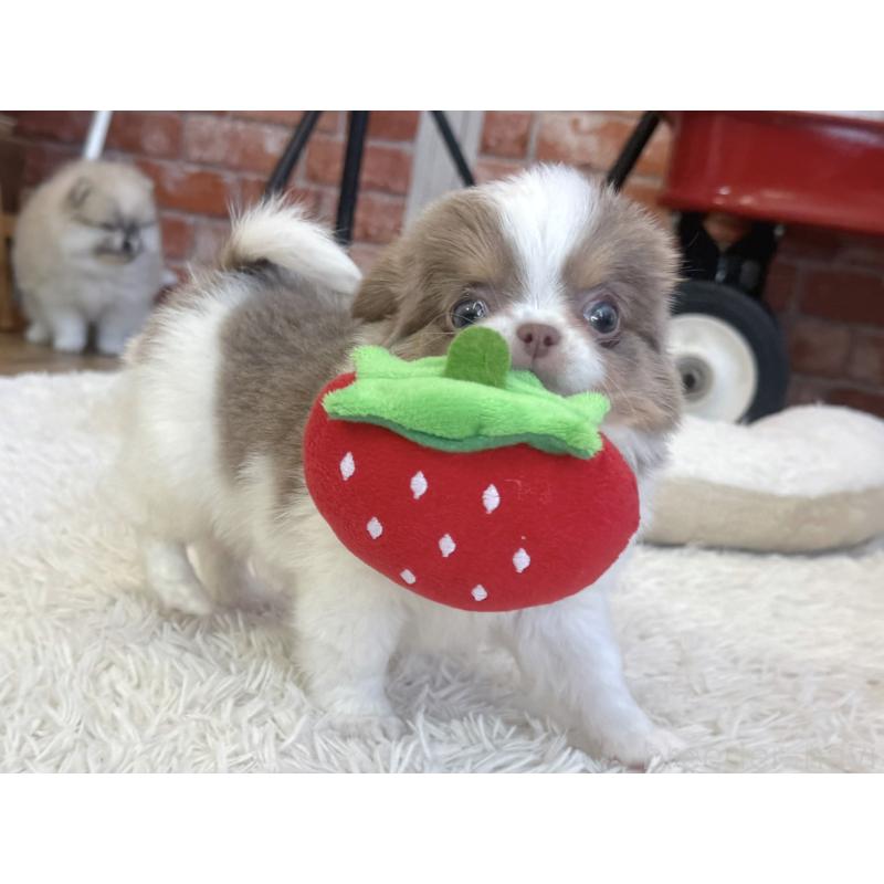 販売中の神奈川県のチワワ(ロングコート)-439030の2枚目