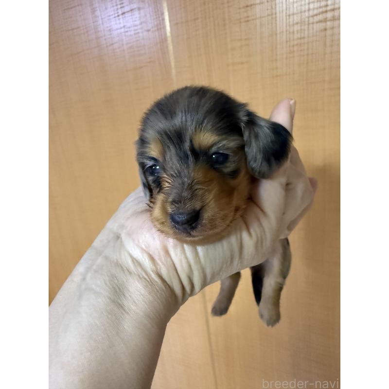 成約済の福岡県のミニチュアダックスフンド(ロングヘアード)-438732の6枚目