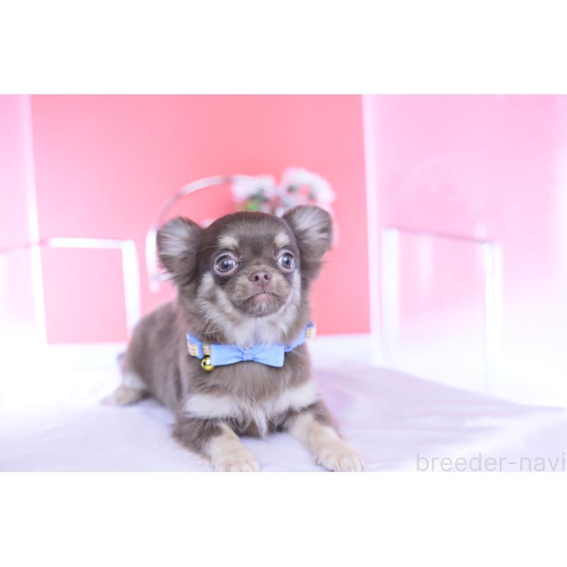 販売中の愛知県のチワワ(ロングコート)-424767の14枚目