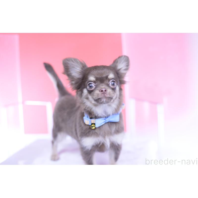 販売中の愛知県のチワワ(ロングコート)-424767の13枚目