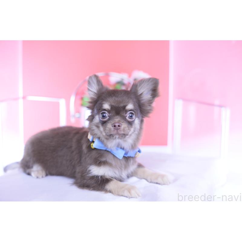 販売中の愛知県のチワワ(ロングコート)-424767の12枚目