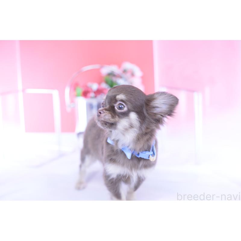 販売中の愛知県のチワワ(ロングコート)-424767の11枚目