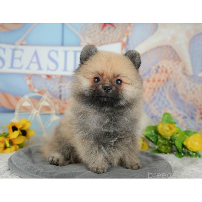 成約済の埼玉県のポメラニアン-439033の10枚目