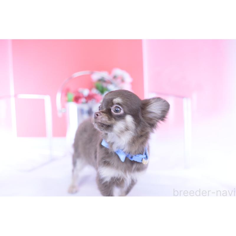 販売中の愛知県のチワワ(ロングコート)-424767の10枚目