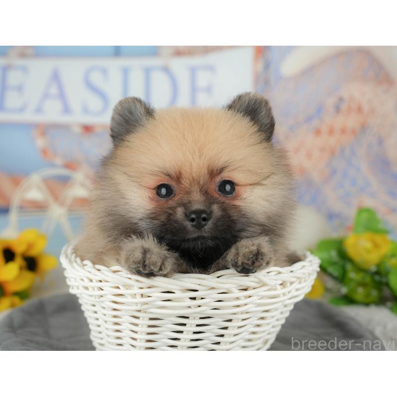 成約済の埼玉県のポメラニアン-439033の9枚目