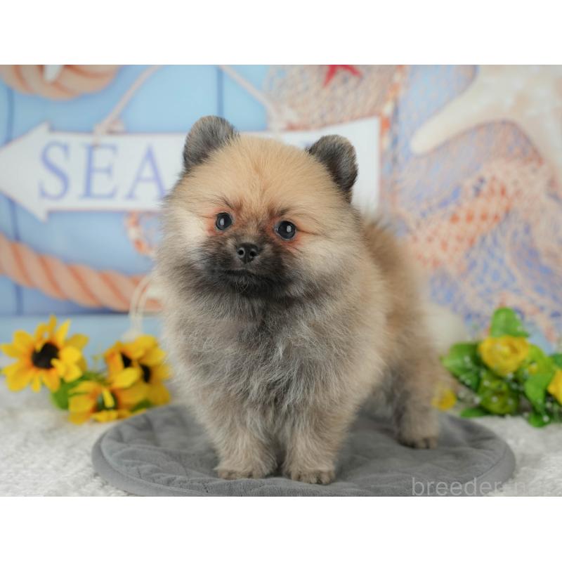 成約済の埼玉県のポメラニアン-439033の8枚目