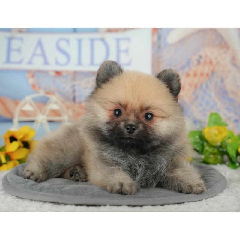 成約済の埼玉県のポメラニアン-439033の7枚目