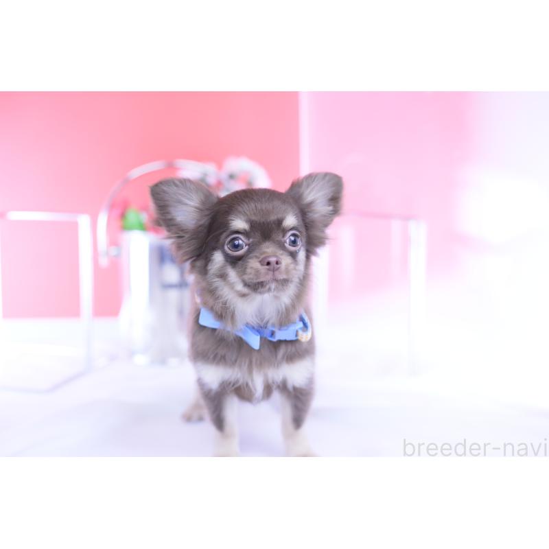 販売中の愛知県のチワワ(ロングコート)-424767の7枚目