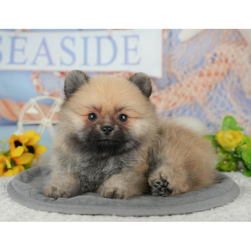 成約済の埼玉県のポメラニアン-439033の6枚目