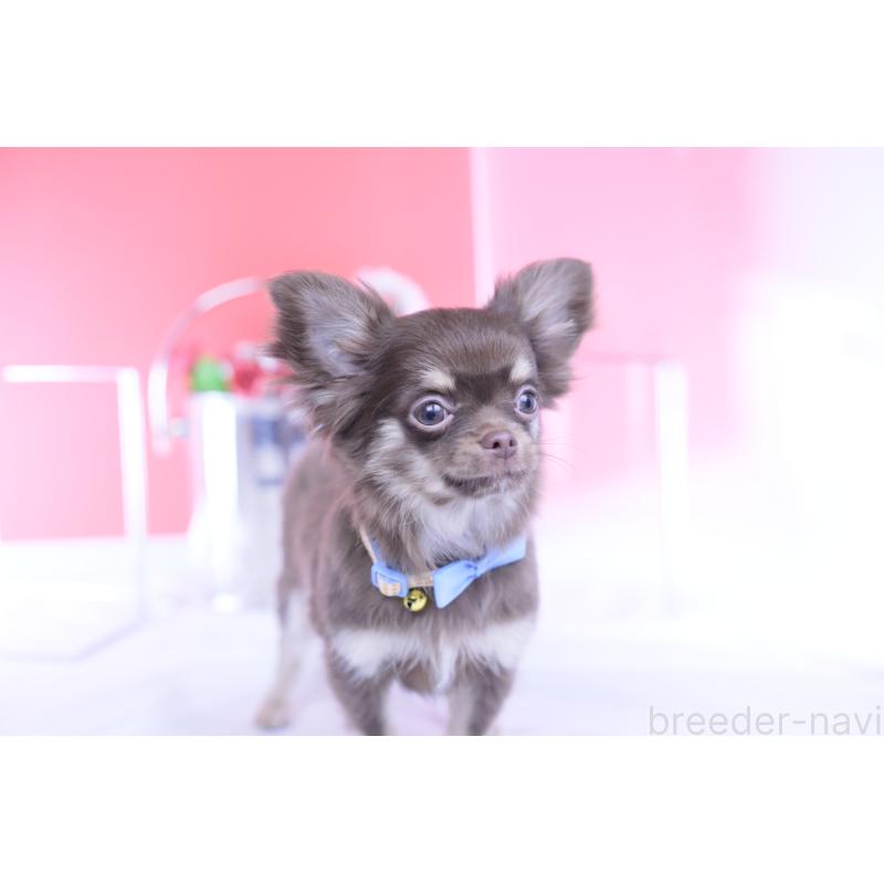 販売中の愛知県のチワワ(ロングコート)-424767の6枚目