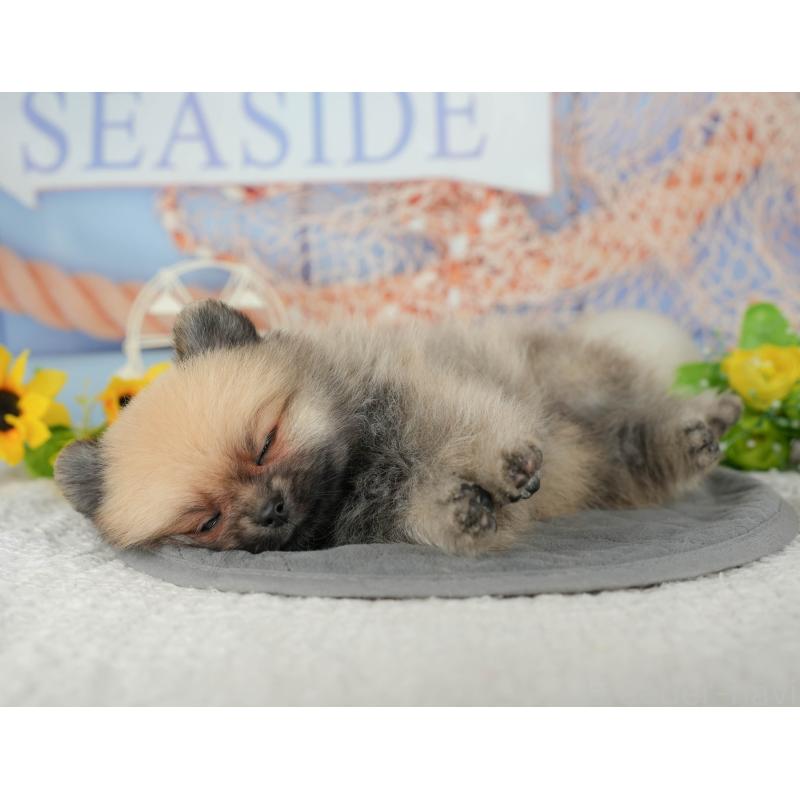 成約済の埼玉県のポメラニアン-439033の5枚目