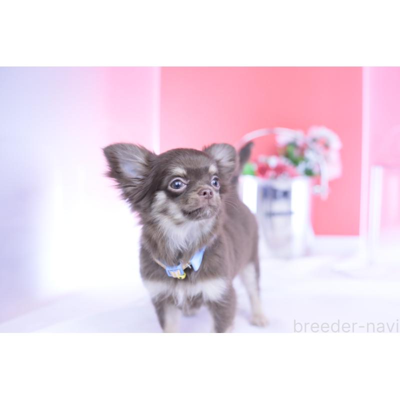 販売中の愛知県のチワワ(ロングコート)-424767の5枚目