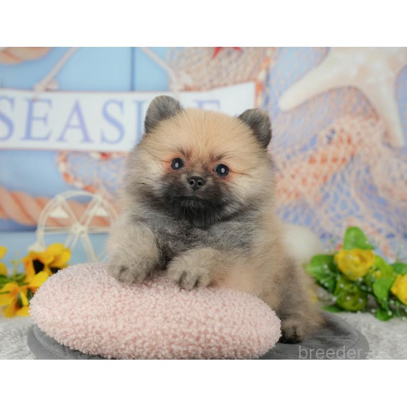 成約済の埼玉県のポメラニアン-439033の4枚目