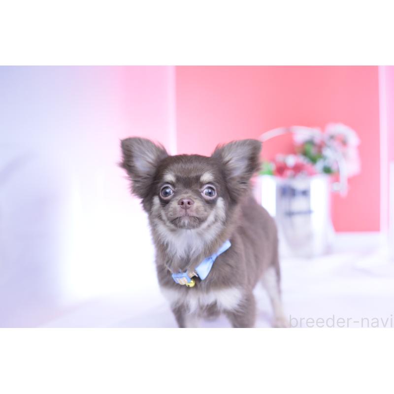 販売中の愛知県のチワワ(ロングコート)-424767の4枚目