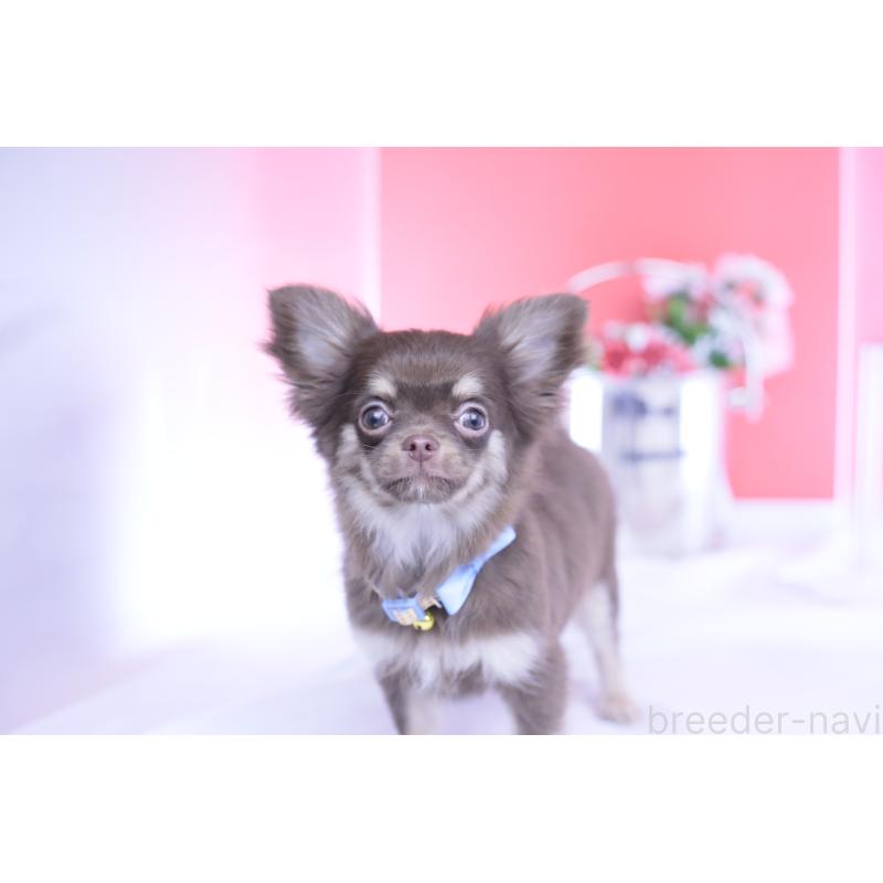 販売中の愛知県のチワワ(ロングコート)-424767の3枚目