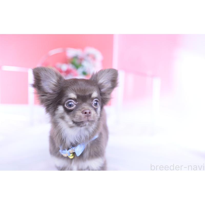 販売中の愛知県のチワワ(ロングコート)-424767の2枚目