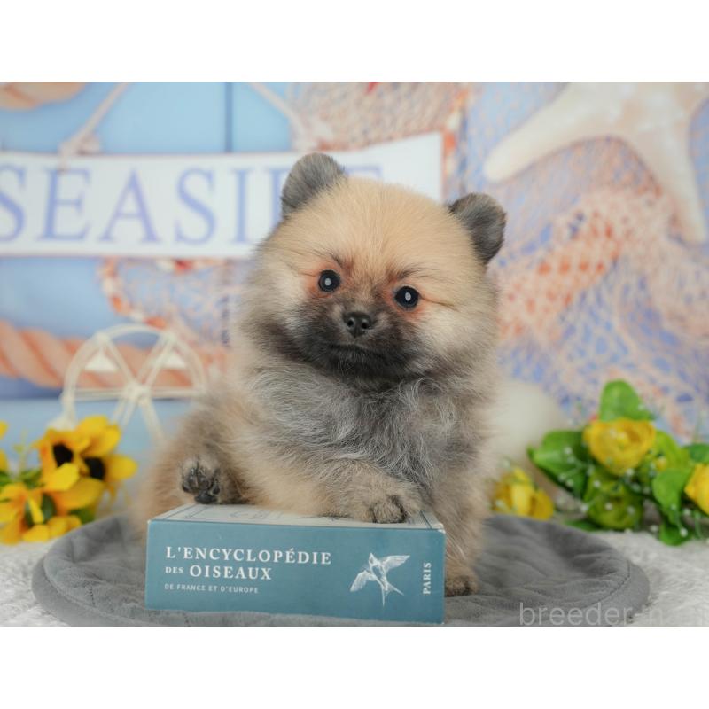 成約済の埼玉県のポメラニアン-439033の3枚目