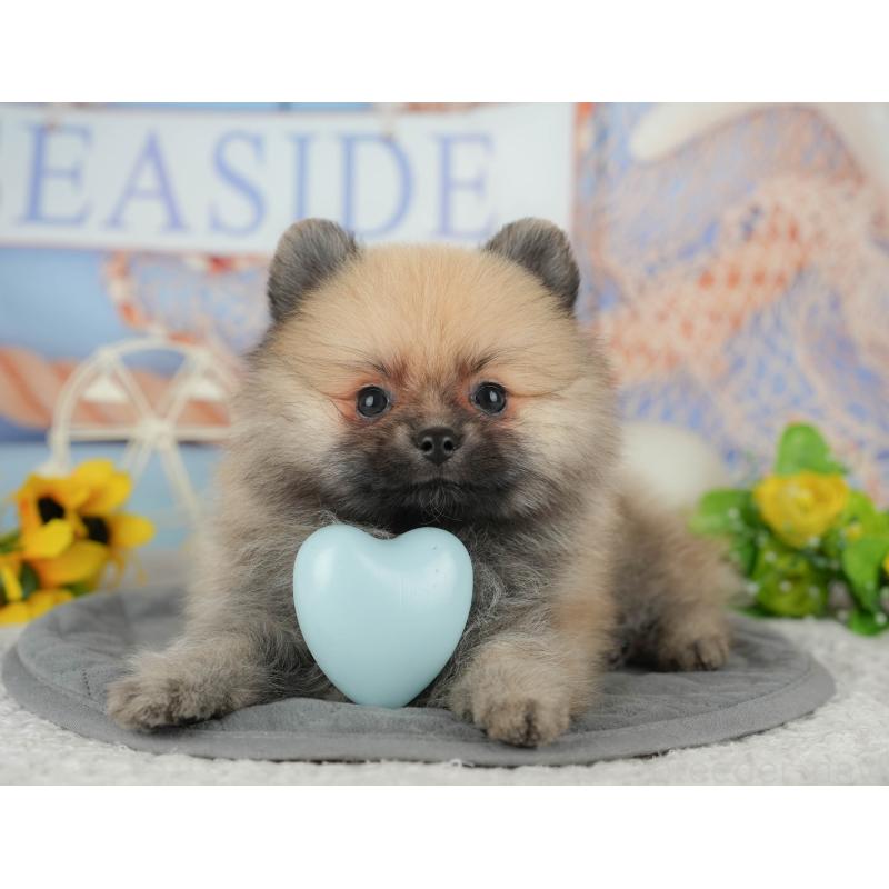 成約済の埼玉県のポメラニアン-439033の2枚目