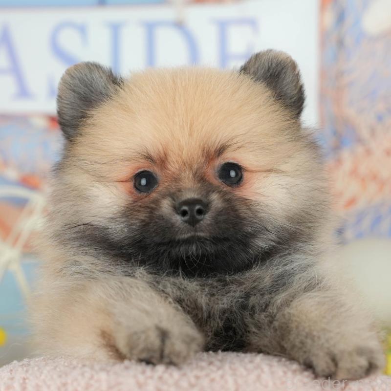 成約済ののポメラニアン-439033