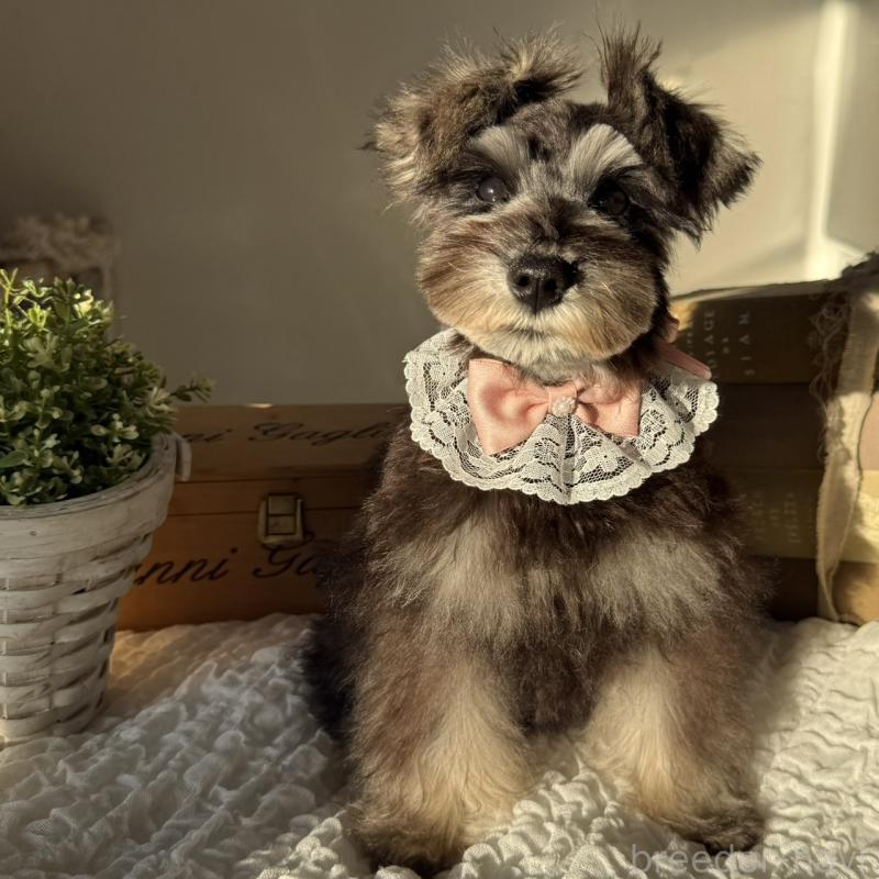 販売中の茨城県のミニチュアシュナウザー-418750の1枚目