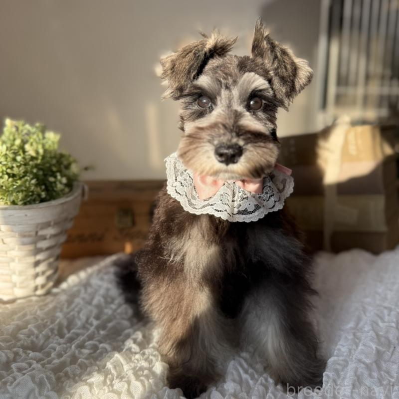 販売中の茨城県のミニチュアシュナウザー-418750の10枚目